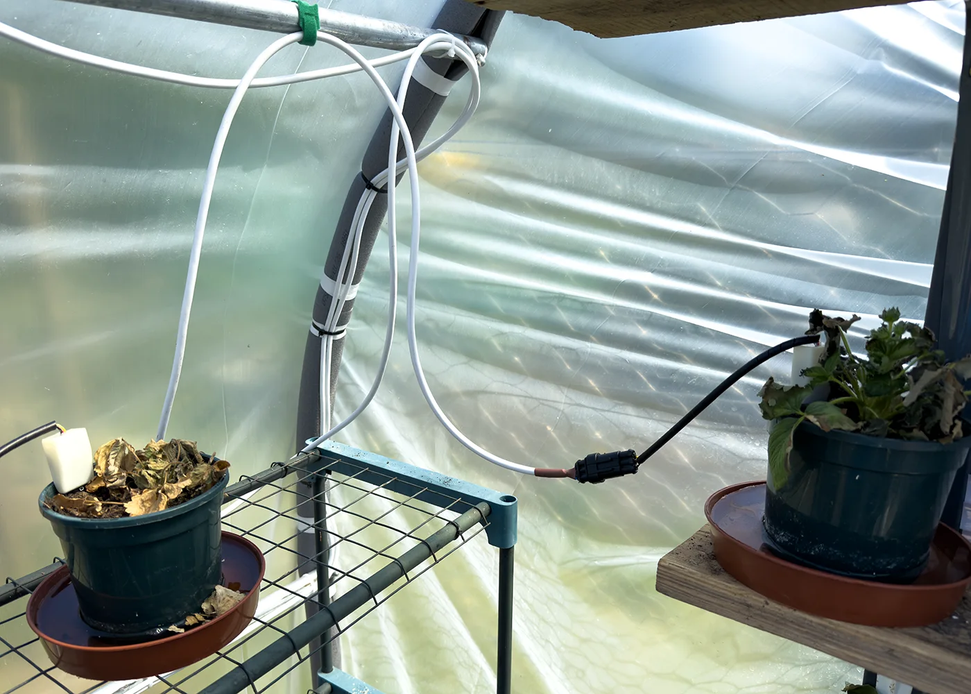 Sensor in Strawberry pots