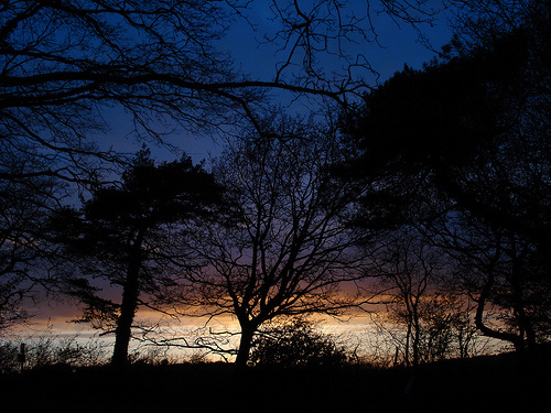 Rempstone Forest Sunsets