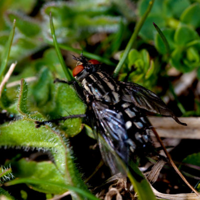 fly on plants