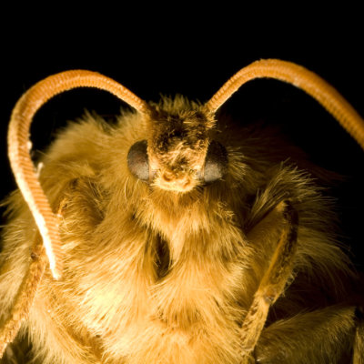 Moth head and body