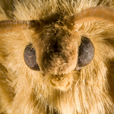 Moth head