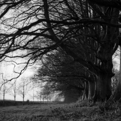 bw avenue of trees