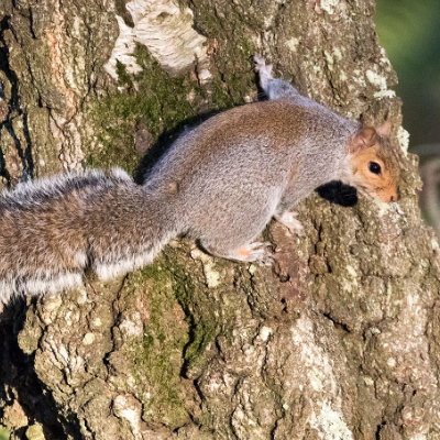 Squirrel on a tree at Arne