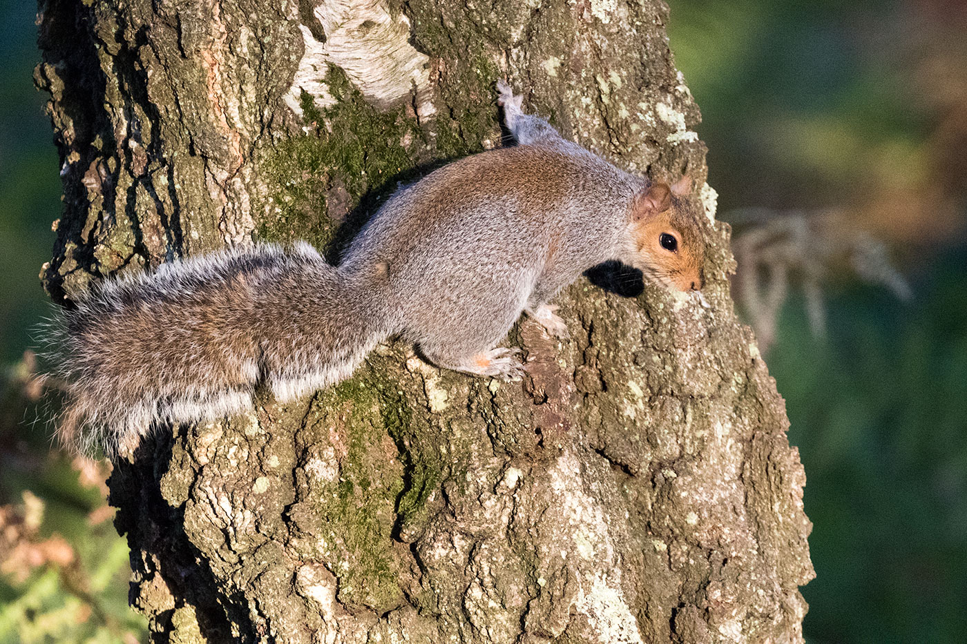 Squirrel at Arne