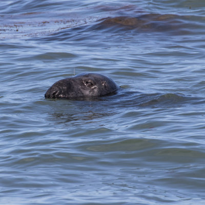 Seal in Durlston Bay