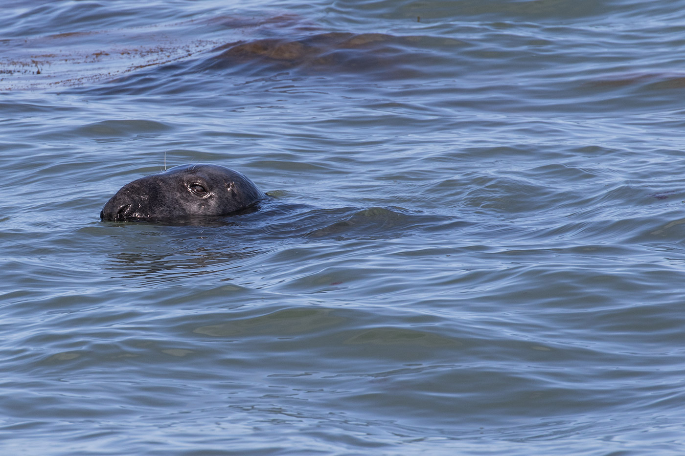 Common Seal in Durlston Bay
