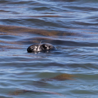 Common Seal in Durlston Bay