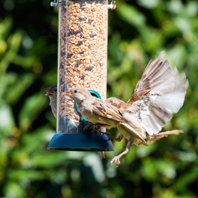 On the feeder