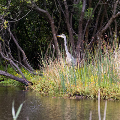A heron in the reeds
