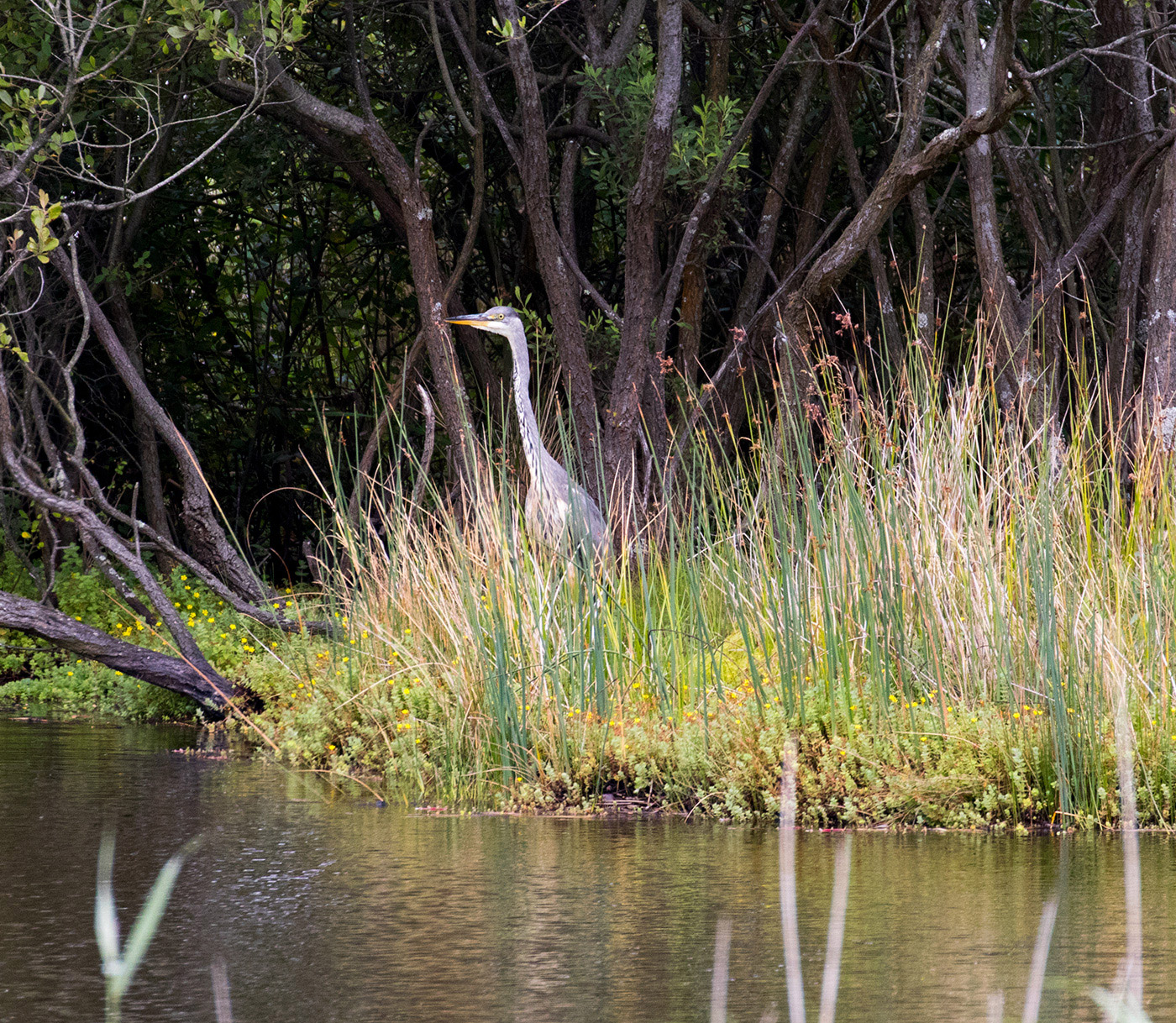 A heron in the reeds
