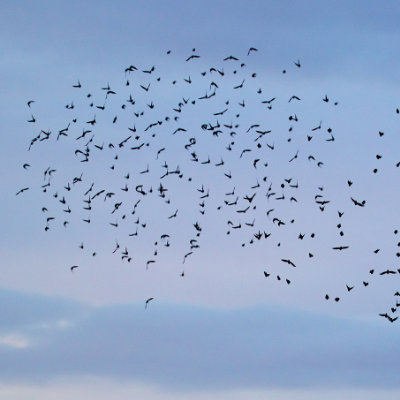 Murmurating starlings