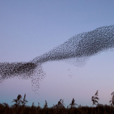 Murmurating starlings