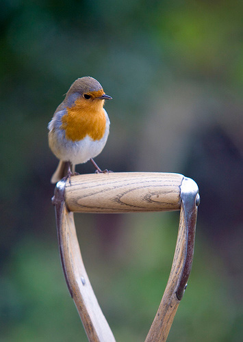 Robin on garden fork